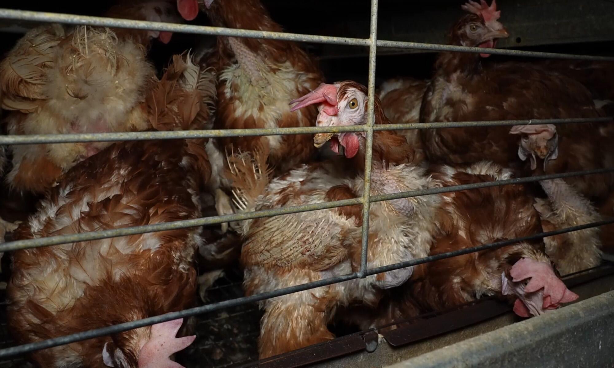 Macrogranja de los horrores en Mallorca  - 3